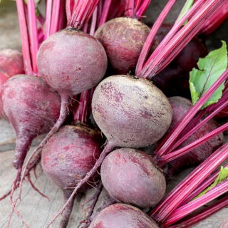 Burak ćwikłowy Monty F1 - okrągły, intensywnie czerwony, dla wymagających