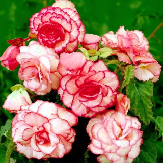 Begonia - Bouton de Rose - różowo-biała - duża paczka! - 20 szt.