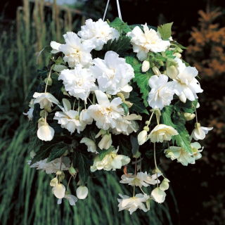 Begonia zwisająca - biała - duża paczka! - 20 szt.