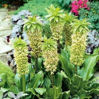Eucomis bicolor - Eukomis dwubarwny - duża paczka! - 20 szt.