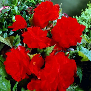 Begonia pełna - czerwona - duża paczka! - 20 szt.