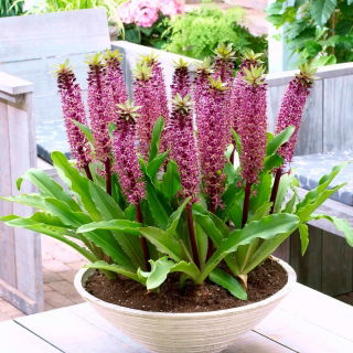 Lilia ananasowa - Eucomis Van der Merwey - Nowość - duża paczka! - 10 szt.