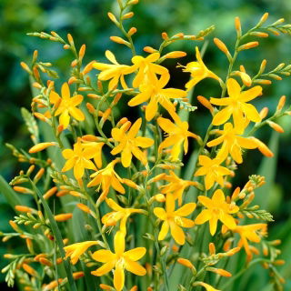 Krokosmia Davidson - żółta - duża paczka! - 100 szt.