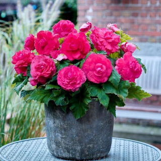 Begonia wielkokwiatowa - Superba Rose - różowa - duża paczka! - 20 szt.