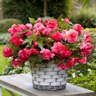 Begonia pachnąca - Odorata Pink Delight - duża paczka! - 20 szt.