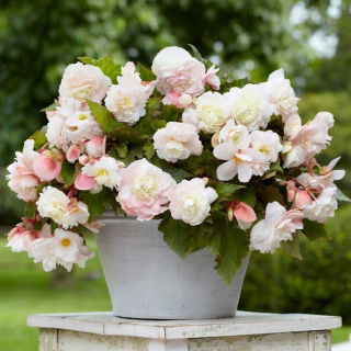 Begonia pachnąca - Odorata Angelique - 2 szt.