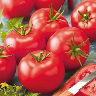 Pomidor Belladona F1 - szklarniowy, wczesny, bez zielonej piętki - nasiona profesjonalne dla każdego