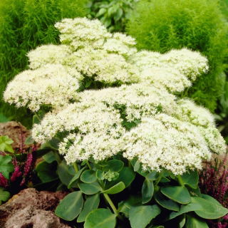 Rozchodnik Stardust - Sedum - sadzonka - duża paczka! - 10 szt.