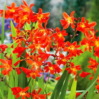 Krokosmia Red King - czerwona - GIGA paczka! - 500 szt.