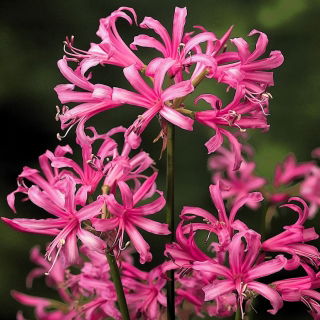 Nerine Bowdenii - duża paczka! - 20 szt.