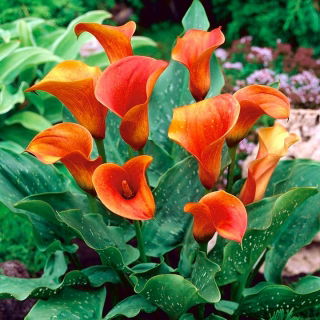 Calla pomarańczowa - Orange - GIGA paczka! - 50 szt.
