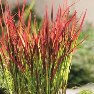 Imperata cylindryczna - Red Baron - duża paczka! - 10 szt.
