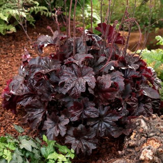 Żurawka - Obsidian - duża paczka! - 10 szt.