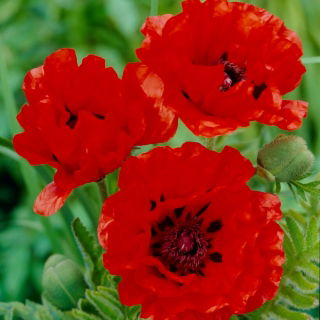 Mak wschodni - Eyecatcher - duża paczka! - 10 szt.