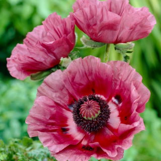 Mak wschodni - Patty's Plum - duża paczka! - 10 szt.