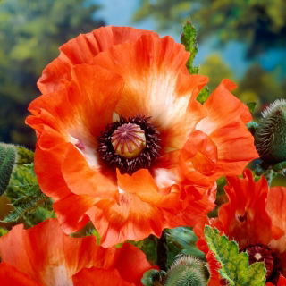 Mak wschodni - Pinnacle - duża paczka! - 10 szt.