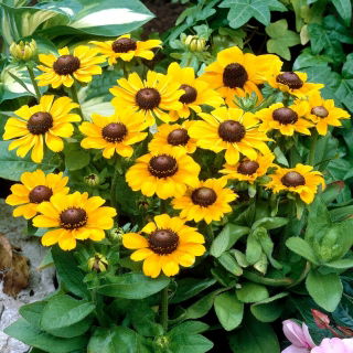 Rudbekia - Toto - duża paczka! - 10 szt.