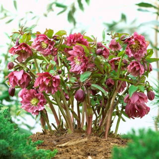 Ciemiernik czerwony - pełny - duża paczka! - 10 szt.