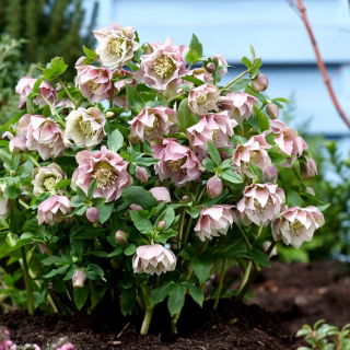 Ciemiernik - Double Ellen Pink - duża paczka! - 10 szt.