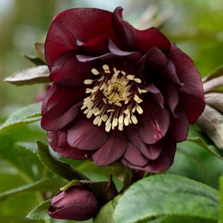 Ciemiernik - Double Ellen Purple