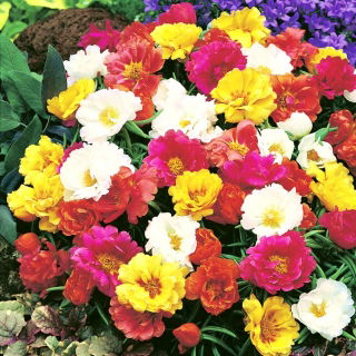 Portulaka pełna - 4500 nasion
