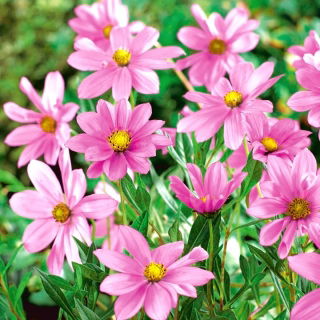 Kosmos jasnoróżowy - Flamingo - duża paczka! - 10 szt.