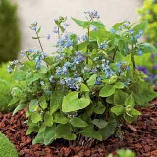 Brunera wielkolistna - Brunnera Macrophylla - duża paczka! - 10 szt.