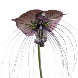 Kwiat nietoperz - Tacca chantrieri Black - duża paczka! - 10 szt.