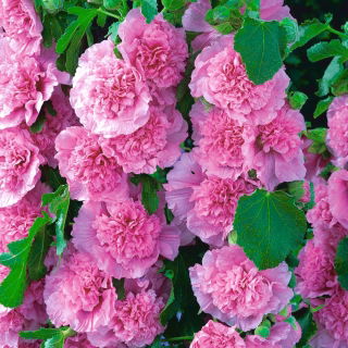 Malwa różowa - Pink - duża paczka! - 10 szt.