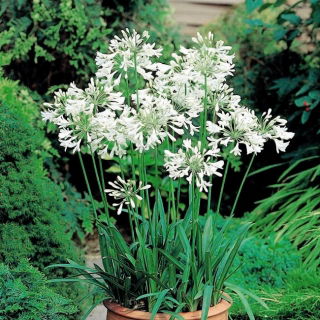 Agapant biały - Agapanthus White - GIGA paczka! - 50 szt.