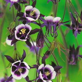 Orlik - William Guiness - czarny - GIGA paczka! - 50 szt.