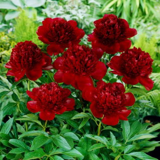 Piwonia, Paeonia - Red Charm - sadzonka - duża paczka! - 10 szt.