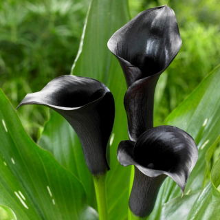Calla czarna - Black - duża paczka! - 10 szt.