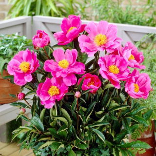 Piwonia, Paeonia - Dancing Butterfly - sadzonka