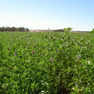 Lucerna siewna La Bella Campagnola - 1 kg