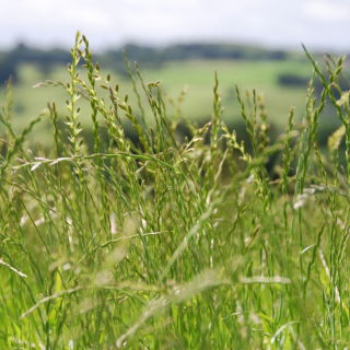 Życica wielokwiatowa Attain - 5 kg