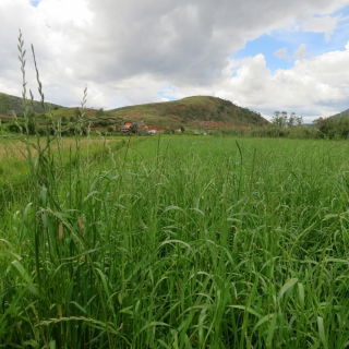 Życica trwała - Velonit - 5 kg