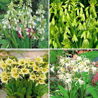 Galtonia i ismena - zestaw 4 odmian kwiatów cebulowych