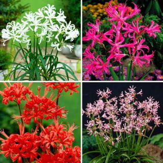 Nerine - zestaw 4 odmian kwiatów cebulowych