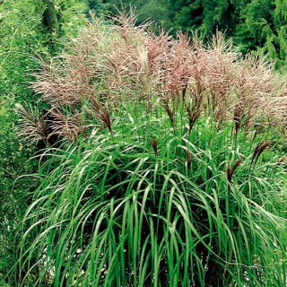 Miskant chiński - Ferner Osten - GIGA paczka! - 50 szt.