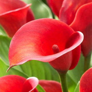 Calla Red Alert - duża paczka! - 10 szt.