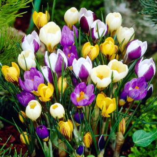 Krokus Botaniczny - mix - duża paczka! - 100 szt.