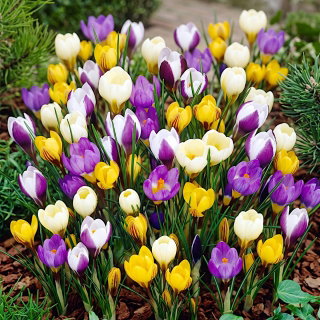 Krokus Botaniczny - mix - duża paczka! - 100 szt.