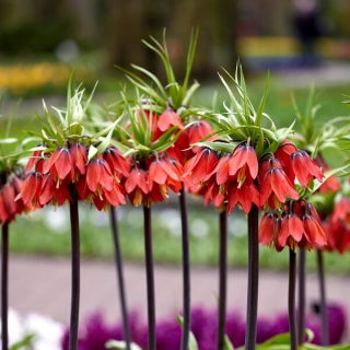 Korona Cesarska - Red Beauty - GIGA paczka! - 50 szt.