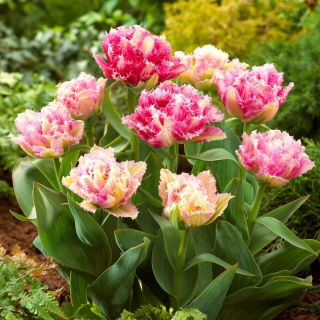 Tulipan Cool Crystal - 5 szt.