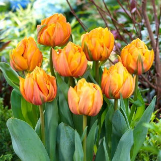 Tulipan Freeman - 5 szt.