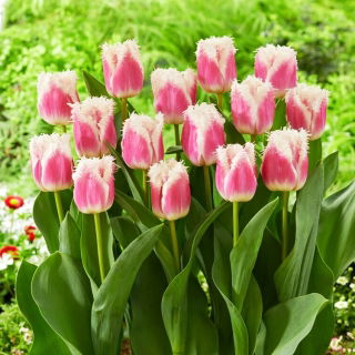 Tulipan Hawaii - GIGA paczka! - 250 szt.
