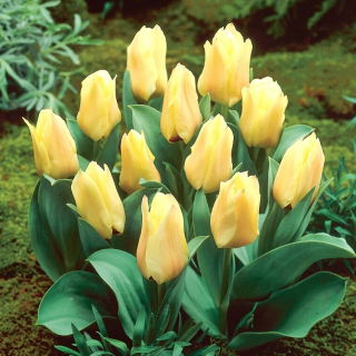Tulipan Mieke Telkamp - 5 szt.