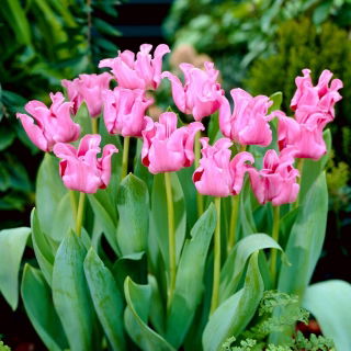 Tulipan Picture - 5 szt.