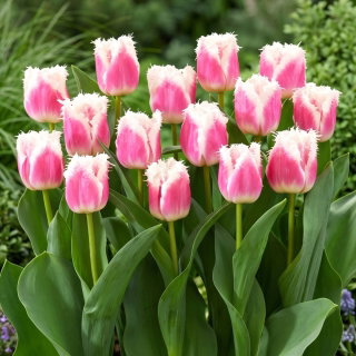 Tulipan Hawaii - duża paczka! - 50 szt.